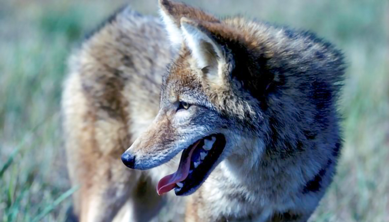 Coyote standing in field (Photo Credit Mo Dept of Conservation)