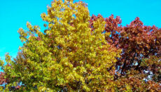 Oak Trees in Fall Color