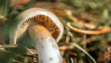 Photo of mushroom by Mason Unrau