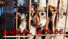 Animal Abuse (dog) Generic