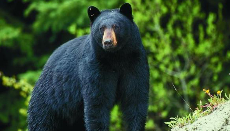 Black Bear Photo Courtesy Missouri Department of Conservation