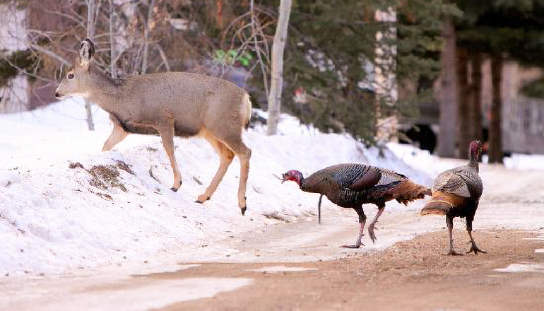 Deer and Turkey together