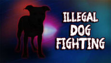 Dog fight or Dogfighting news graphic