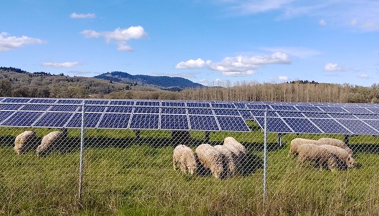 Sheep in fenced pasture with solar panels