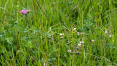 White Clover in a field