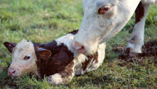Cow and calf in a field (cattle)