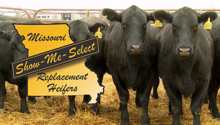 Show Me Select Heifer Replacement Sale