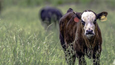 Stocker Cattle or Stocker Cow
