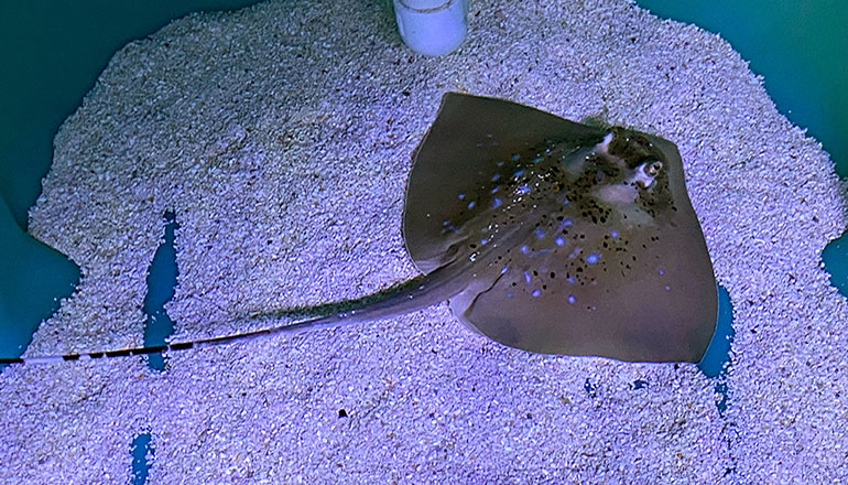 Baby Stingray at Sea Life