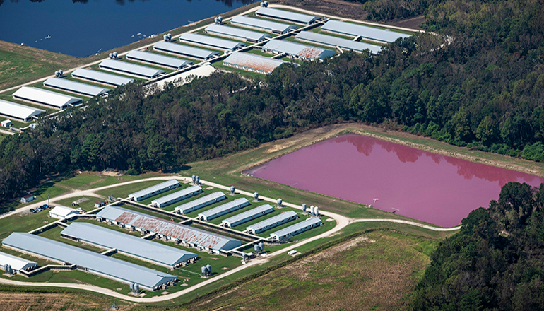 CAFO or Concentrated Animal Feeding Operation