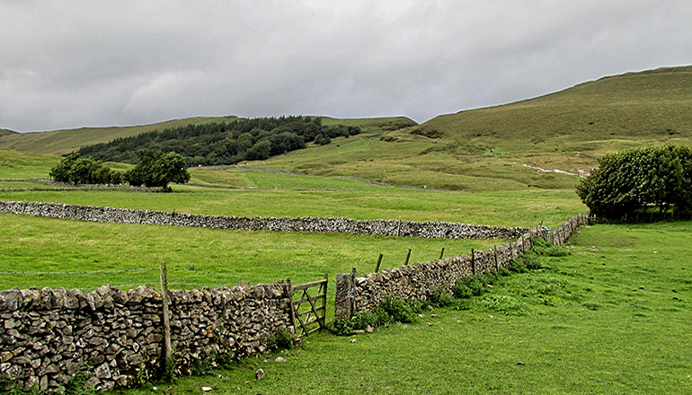 Pasture with stone wall