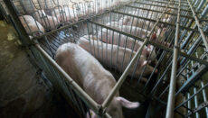 Pigs at a factory