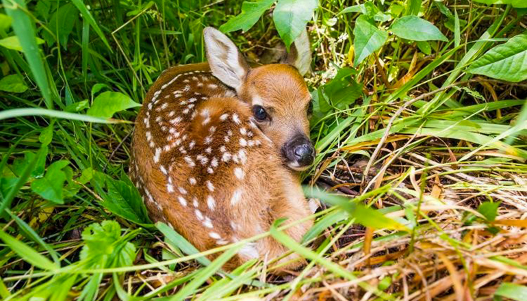 Baby deer (fawn) in grass