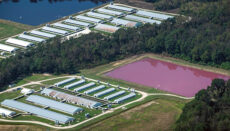 CAFO or Concentrated Animal Feeding Operation