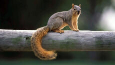 Squirrel on fence rail