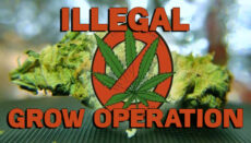 Illegal Grow Operation News Graphic