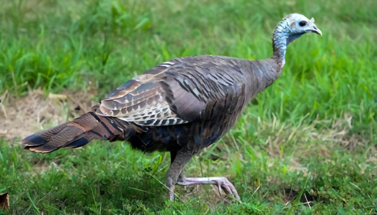 Missouri Department of Conservation on Missouri's wild turkey population