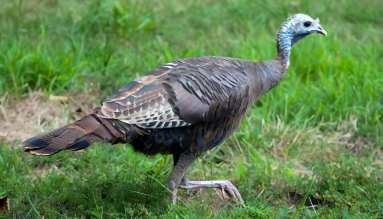 Wild Turkey in field