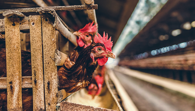 Chicken CAFO (Photo by Artem Beliaikin on Unsplash)