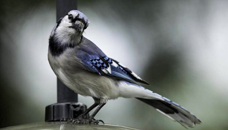 Photo of Blue Jay from Mo Dept of Conservation