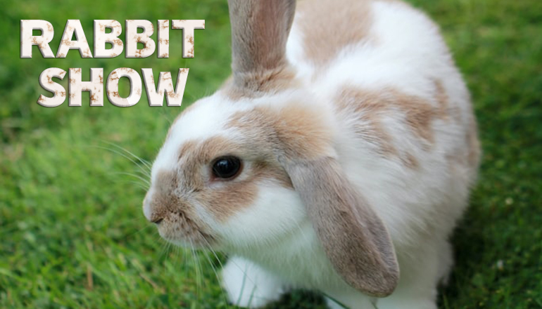 Rabbit Show Graphic