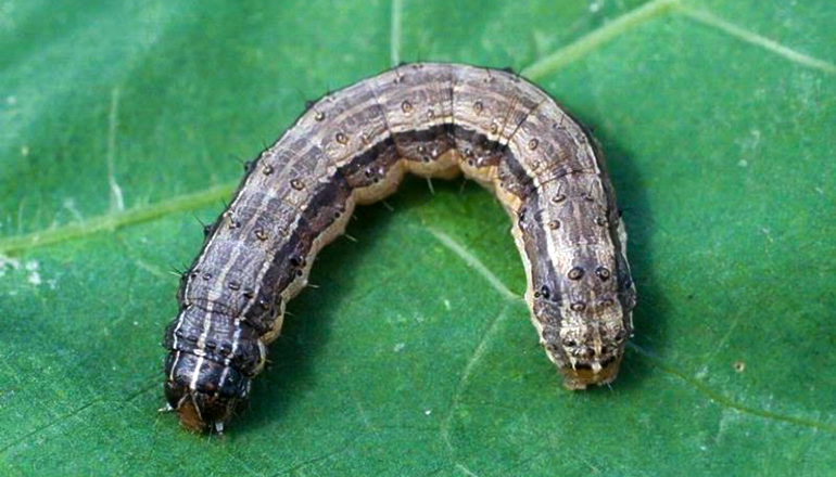 Fall Armyworms