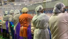 Workers on a meat packing line with workstation dividers at Tyson facility