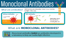Monoclonal Antibody graphic