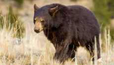 Photo of black bear walking courtesy Mo. Dept of Conservation