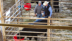 Bull owner convincing a buy his bull is best