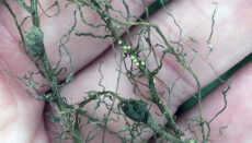 Soybean Cyst Nematode