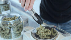 Marijuana being weighed by person on scale