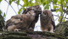 Owls feeding on a tree