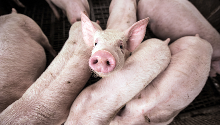 Piglets in barn (Photo courtesy Diego San)