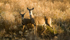 Antlerless Dear in field or does