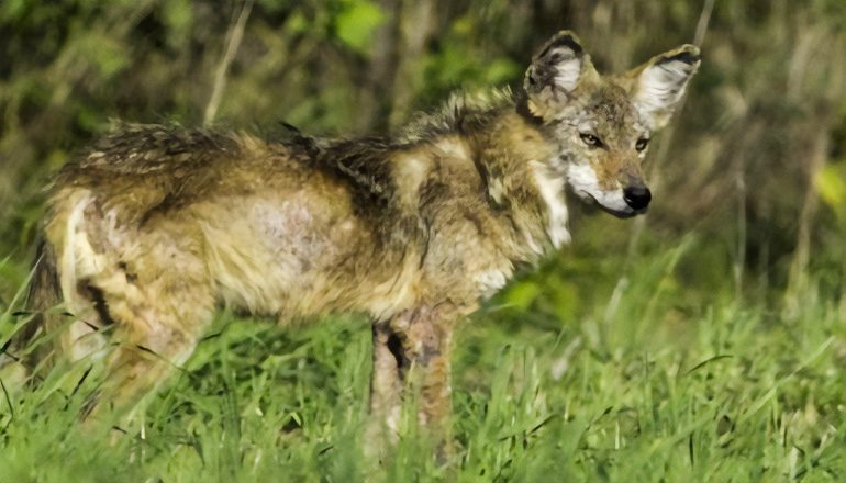 Coyote in field