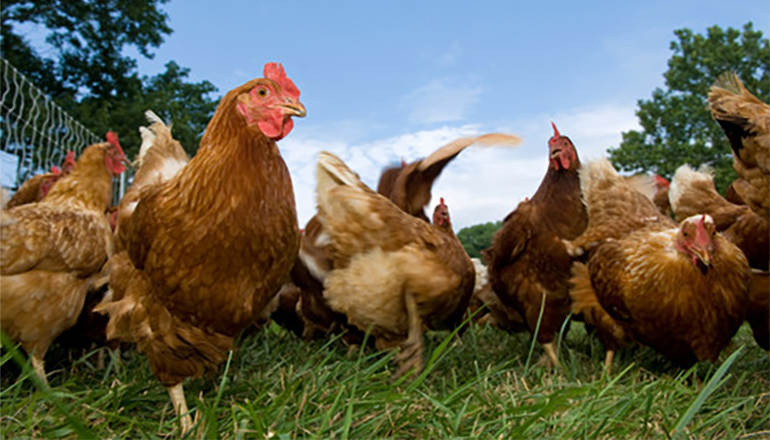 Chickens or poultry in a farm yard