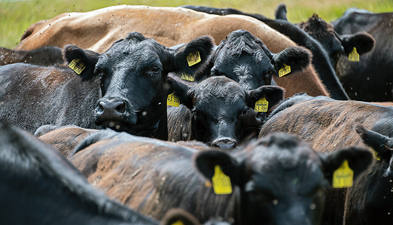 Photo of cattle (cows) by Photo by Etienne Girardet on Unsplash