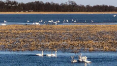 Swans on Swan Lake in Sumner