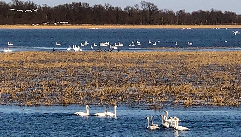 Swans on Swan Lake in Sumner