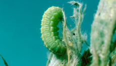 Alfalfa weevil larva courtesy USDA