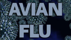 Avian Flu News Graphic