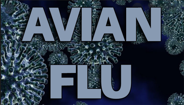 Avian Flu News Graphic
