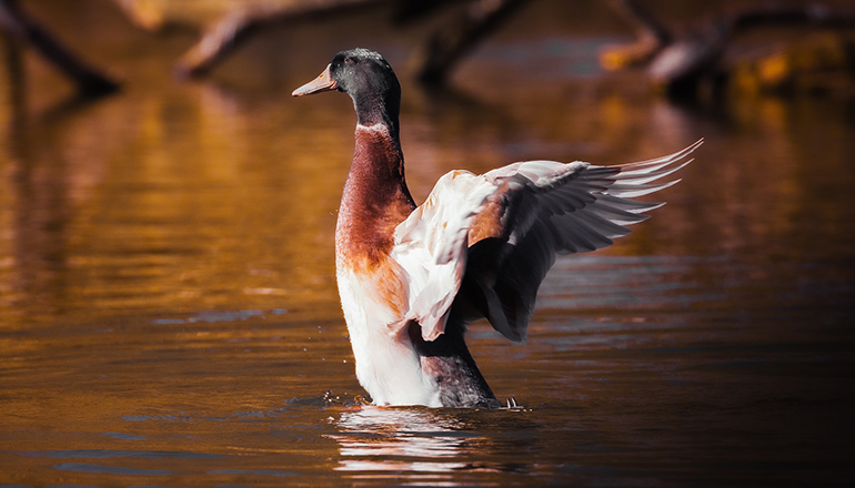 Wild duck (waterfowl) (Photo courtesy David Waite on Unsplash)