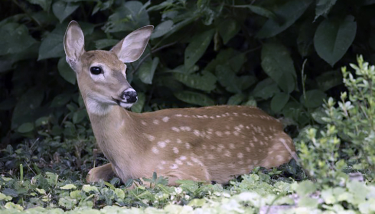 White-tailed Deer Fawn