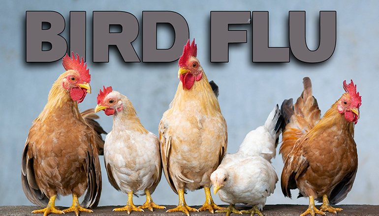 Bird Flu News Graphic (Photo credit Danganhfoto on Pixabay)