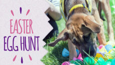 Dog Easter Egg Hunt b