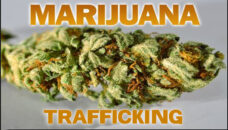 Marijuana Trafficking News Graphic