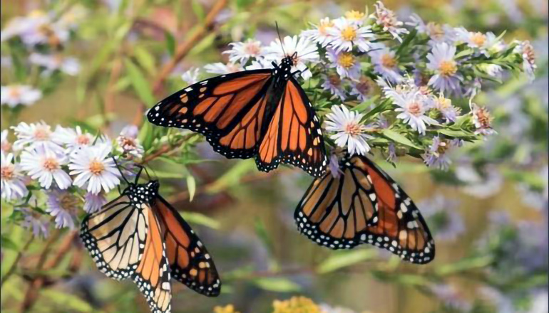 Monarch Butterfly photo courtesy Mo. Department of Conservation