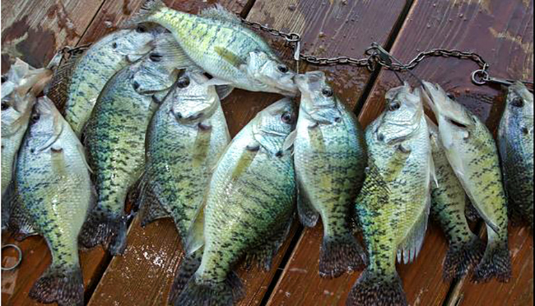 Photo of crappie (Photo courtesy Mo Dept of Conservation)